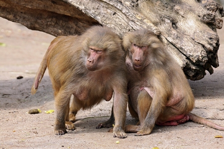 Animals-11